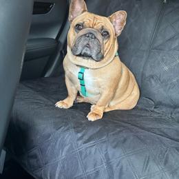French Bulldog puppies from JT Royalty Puppies PA