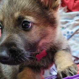 Boy 1 - Sable German Shepherd puppy in Crown Point, Indiana from Nordwolfe