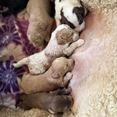 Bernedoodle, Double Doodle, and Saint Berdoodle Puppies from Remington Kennels, LLC