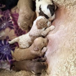 Bernedoodle, Double Doodle, and Saint Berdoodle Puppies from Remington Kennels, LLC