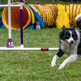 Border Collies and Mudis from Starcrest