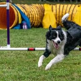 Border Collies and Mudis from Starcrest