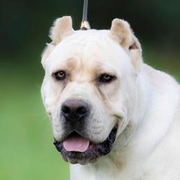 Magdalena - Cane Corso