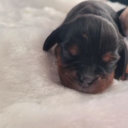 Girl 2 - Black and tan female Cavalier King Charles Spaniel puppy in Castorland, New York from Faithful Friends Cavaliers