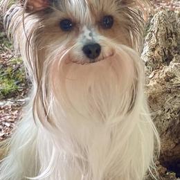 Yorkshire Terriers from Vino’s Pawfect Yorkies