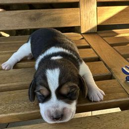 Boy 1 - Black tan and white male Beagle puppy in Sacramento, California from Alton Beagles