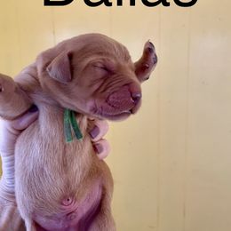 Dallas - Yellow male Labrador Retriever puppy in Mineral, Virginia from Canine Assist