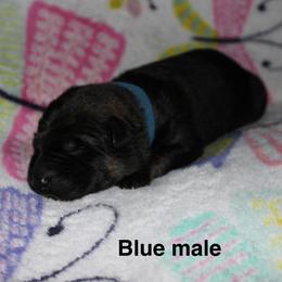 Blue male - Sable male German Shepherd puppy in Ann Arbor, Michigan from Von Der Havier German Shepherds
