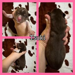Tsuki - Red and white female Siberian Husky puppy in Parma, Ohio from Sirius Siberian Huskies