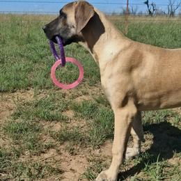 Violet - Fawn female Great Dane puppy in Cunningham, Kansas from Garden Grove Great Danes
