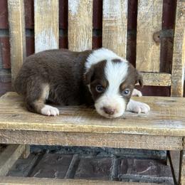 RTF1 - Red tri female Miniature Australian Shepherd puppy in Lexington, Nebraska from Osborne's Aussies