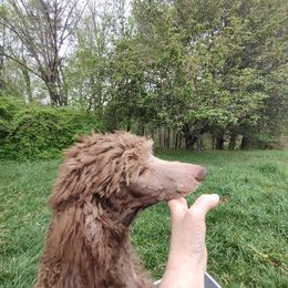 Boy 3 - Brown Poodle puppy in Independence, Virginia from Amberly Standard Poodles