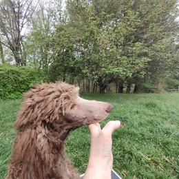 Boy 3 - Brown Poodle puppy in Independence, Virginia from Amberly Standard Poodles