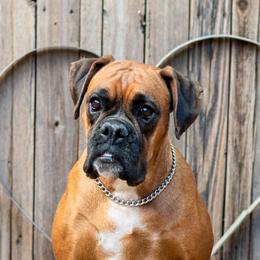 Karma - Boxer