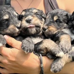 Bernedoodles and Pembroke Welsh Corgis from Standing Oaks Kennel