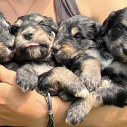 Bernedoodles and Pembroke Welsh Corgis from Standing Oaks Kennel