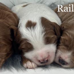 Boy 2-Mini - Parti male Goldendoodle puppy in Milford, Indiana from Railway Acres Kennel