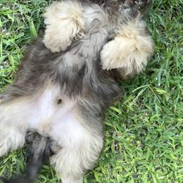 Shih Tzu Puppies from Mosley Kennel Shih Tzu