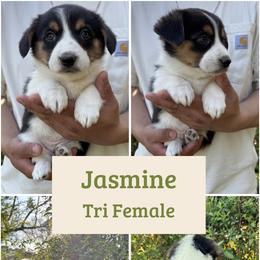 Jasmine - Black and white female American Corgi puppy in Foreman Ar., Arkansas from Grassy Lake Corgis