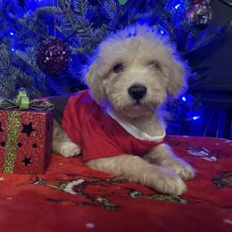Cinnamon Toast Crunch - Cream male Goldendoodle puppy in Atlantic Beach, Florida from Glamorous Golden Doodles
