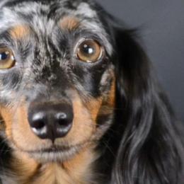 Stinky - Dachshund