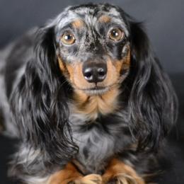 Stinky - Dachshund