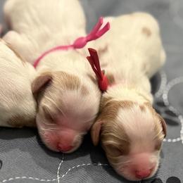 Pink Collar Female - Blenheim female Cavalier King Charles Spaniel puppy in Pleasant Hill, Iowa from Harvest Creek