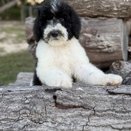 Burgendy - Black and white male Sheepadoodle puppy in Youngstown, Florida from Wonderland’s Boujie Kennels