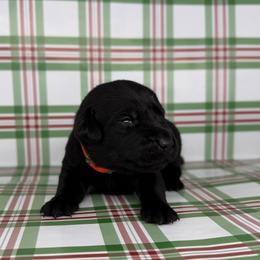 Male - Black male Labrador Retriever puppy in Sherrard, Illinois from Gochee Labs