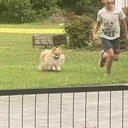 Brienne - Pomeranian