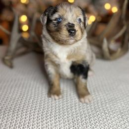 Miniature Australian Shepherd Puppies from Quartz Creek Aussies