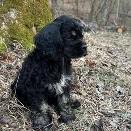 Cocker Spaniels from Wild Valley Cocker Spaniels
