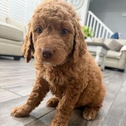 Yellow - Apricot female Goldendoodle puppy in Bakersfield, California from Lavish Doodles