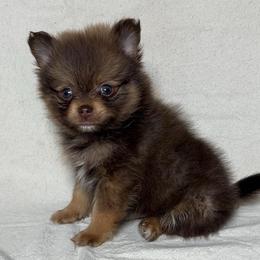 Reeses - Chocolate and tan male Pomeranian puppy in Hughes Springs, Texas from Hughes Springs Tx Poms