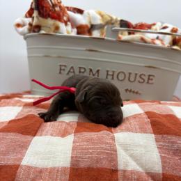 Red - Chocolate male Labrador Retriever puppy in Heath Springs, South Carolina from Rich Hill Retrievers
