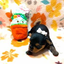 Baby Cakes - Black and tan female Yorkshire Terrier puppy in Paris, Tennessee from Nolan’s Yorkie Farm