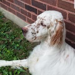 Fara - English Setter