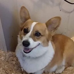 Smitten 2  - Pembroke Welsh Corgi