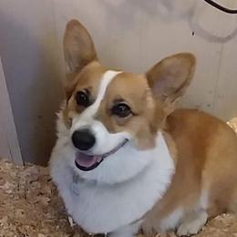 Smitten 2  - Pembroke Welsh Corgi
