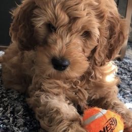 Goldendoodles from Lady's Goldendoodles