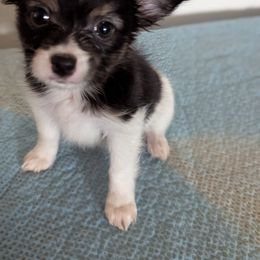 Ravyns Boy 1 - White black and tan male Papillon puppy in Joshua, Texas from Summertime Kennels
