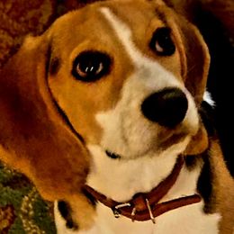 Beagle Puppies from River Valley Hounds
