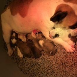 Boston Terrier and French Bulldog Puppies from Maximumcompanion