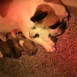 Boston Terrier and French Bulldog Puppies from Maximumcompanion