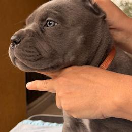 Betan D Court-B..... - Gray female Cane Corso puppy in Cypress, Texas from Betan Cane Corso D’ Court