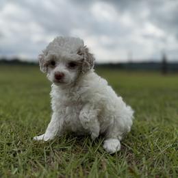 Athena - Parti female Poodle puppy in Plainville, Georgia from Upper Echelon