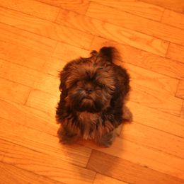 Gi Gi - Shih Tzu