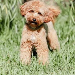 Cookie - Red  male Goldendoodle puppy in Aubrey, Texas from Four Willows Farm