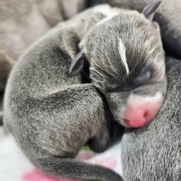 Gleam - Blue male Italian Greyhound puppy in Cadwell, Georgia from All The DoDa Day Italian Greyhounds