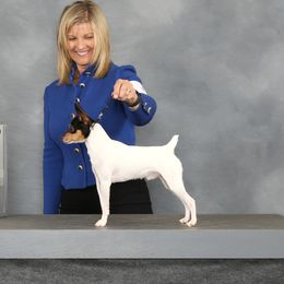 Toby - Toy Fox Terrier